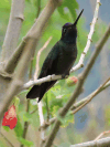 Talamanca Hummingbird (Eugenes spectabilis)