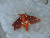 Royal Walnut Moth (Citheronia volcan)