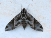 Satellite Sphinx (Eumorpha satellitia)
