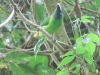 Blue-throated Toucanet (Aulacorhynchus caeruleogularis)