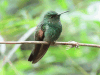 Stripe-tailed Hummingbird (Eupherusa eximia)