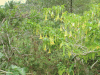 Trumpet Flower (Brugmansia sp.)