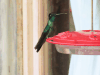 Talamanca Hummingbird (Eugenes spectabilis)