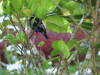 Red-legged Honeycreeper (Cyanerpes cyaneus)