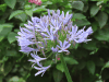 African Lily (Agapanthus praecox)