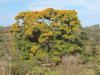 May Tree (Vochysia guatemalensis)