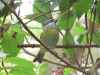 Sooty-capped Bush Tanager (Chlorospingus pileatus)