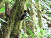 Costa Rican Hairy Woodpecker (Leuconotopicus villosus extimus)