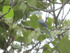 Long-tailed Silky-flycatcher (Ptiliogonys caudatus)