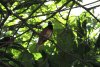 Raggiana Bird-of-paradise (Paradisaea raggiana)