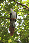 Great Cuckoo Dove (Reinwardtoena reinwardti)