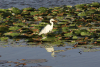 Eastern Great Egret (Ardea alba modesta)