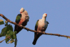 Pink-necked Red-knobbed Imperial Pigeon (Ducula rubricera rubricera)