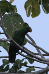 Eclectus Parrot (Eclectus roratus)