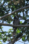 New Britain Friarbird (Philemon cockerelli)