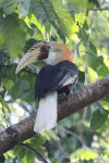 Blyth's Hornbill (Rhyticeros plicatus)