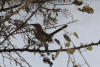 White-banded Mockingbird (Mimus triurus)