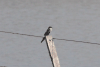 White-rumped Swallow (Tachycineta leucorrhoa)