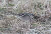 Grassland Sparrow (Ammodramus humeralis)