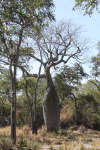 Floss Silk Tree (Ceiba chodatii)