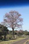 Pink Trumpet Tree (Handroanthus heptaphyllus)