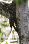 Lesser Woodcreeper (Xiphorhynchus fuscus)