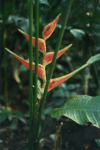 Heliconia sp.