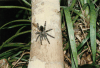Peruvian Pinktoe Tarantula (Avicularia juruensis)