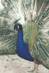 Closeup Peacock