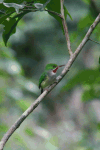 Puerto Rican Tody (Todus mexicanus)