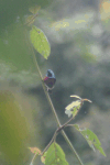 Greater Double-collared Sunbird (Cinnyris afer)