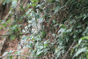 Dusky Crimsonwing (Cryptospiza jacksoni)
