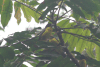 Dark-backed Weaver (Ploceus bicolor)