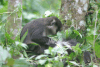 Schmidt's Red-tailed Monkey (Cercopithecus ascanius schmidti)