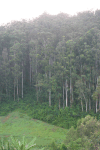 Huge Eucalyptus Trees