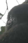 Gorilla Baby Close-up