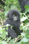 Youngest Gorilla Baby 8