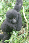 Youngest Gorilla Baby