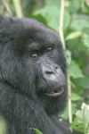 Gorilla Close-up