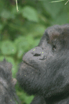 Gorilla Close-up