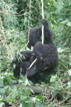 Gorilla Babies Playing Liana