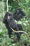 Gorilla Babies Playing