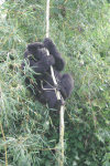 Gorilla Baby Climbing Liana
