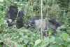 Female Gorilla Eating Silverback