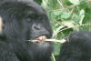 Gorilla Female Eating