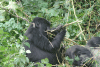 Gorilla Female Eating