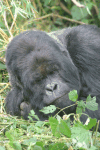 Silverback Gorilla Close-up
