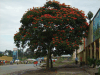 Flowering Tree Musanze Formerly