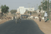 Donkeys Sheep Road