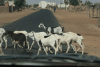 Herd Sheep Road